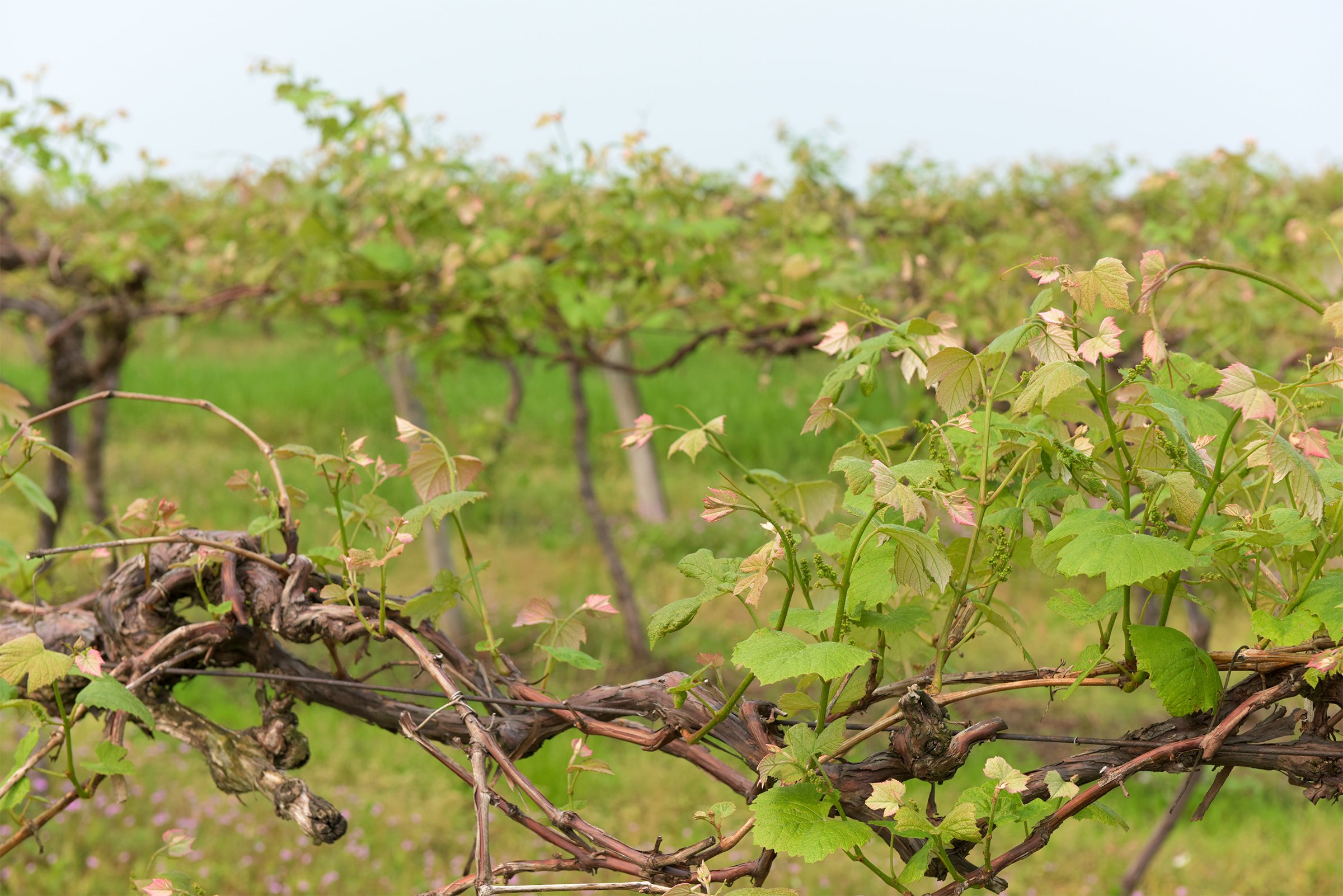 Concord Grapes in Van Buren County, Michigan farmland - LAND AUCTION - 194+/- ACRES OFFERED IN 5 TRACTS IN VAN BUREN COUNTY, MICHIGAN